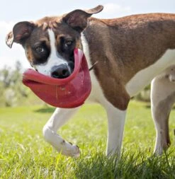 Kong Classic Flyer -Speelgoed Winkel 0035585129082 met hond 3