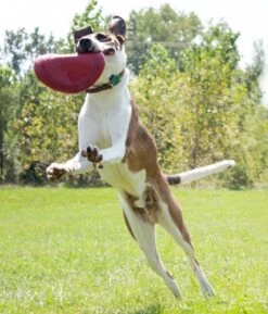 Kong Classic Flyer -Speelgoed Winkel 0035585129082 met hond 4