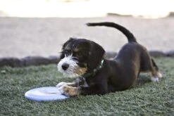 Kong Puppy Flyer Assorti -Speelgoed Winkel 0035585131160 met hond