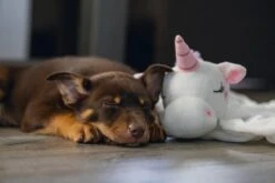 Beeztees Puppy Knuffeldoek Unicorn M -Speelgoed Winkel 0619491 sfeer3