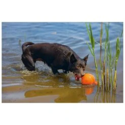 Beeztees Apportino Bal -Speelgoed Winkel 0625880 3