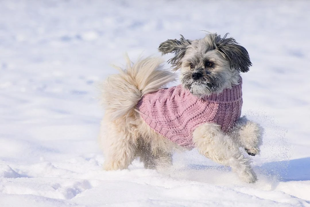 Designed By Lotte Hondentrui Haida Roze 6 Designed By Lotte Hondentrui Haida Roze - Afbeelding 4