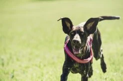 Hurtta Harnas Padded Cherry -Speelgoed Winkel 6410329318979 tm 79 b