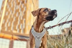 Hurtta Harnas Venture No-Pull Shadow -Speelgoed Winkel 6410329340505 met hond 1