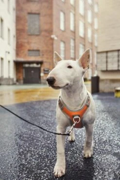 Hurtta Harnas Venture No-Pull Buckthorn -Speelgoed Winkel 6410329340604 met hond 2