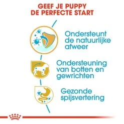 Royal Canin Hondenvoer Dachshund Puppy 1,5 Kg -Speelgoed Winkel royal canin dachshund junior pup hond teckel hero usp