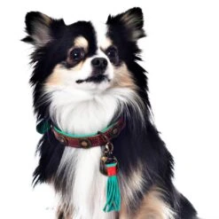 Dog With A Mission Halsband Urban -Speelgoed Winkel urban 2cm halsband2